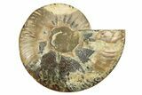 Cut & Polished Ammonite Fossil (Half) - Madagascar #308096-1